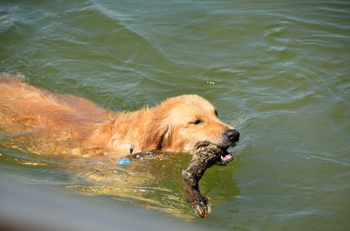 golden retriever fetching stick