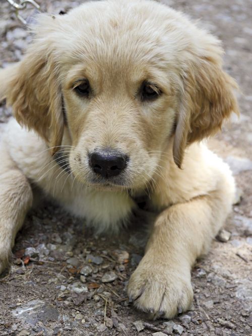golden retriever puppy young