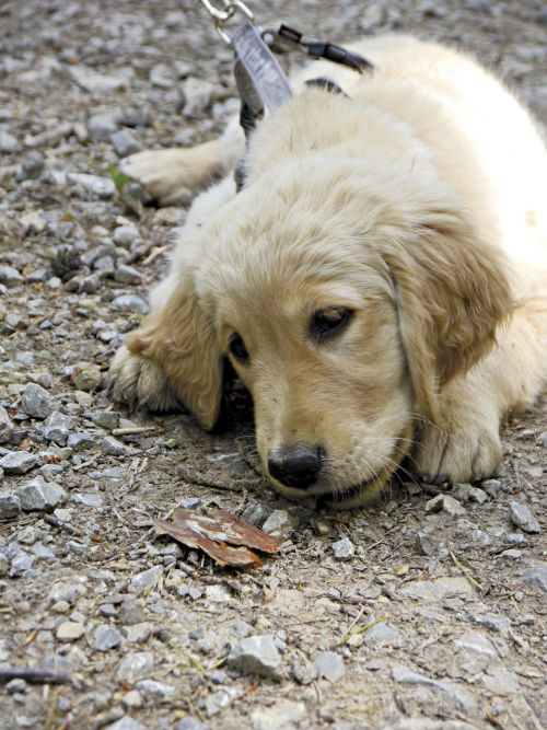 golden retriever puppy young