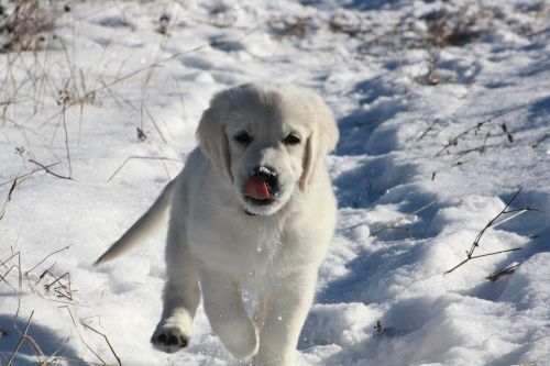 golden retriever puppy winter