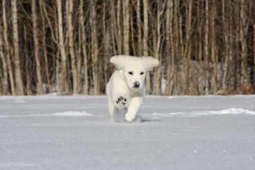 golden retriever puppy running