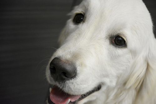 golden retriever head dog