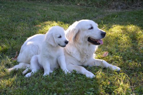 golden retriever puppy mother
