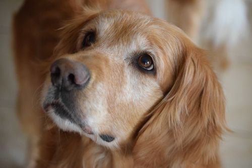 golden retriever hope face