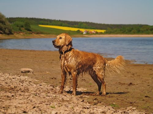 golden retriever dog pet