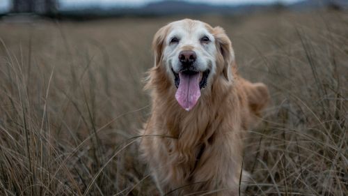 golden retriever dog purebred