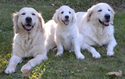 golden retriever dogs puppy