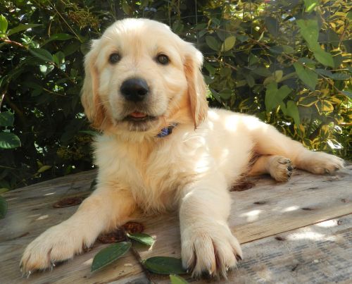 golden retriever pup puppy