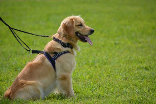 golden retriever pet dog
