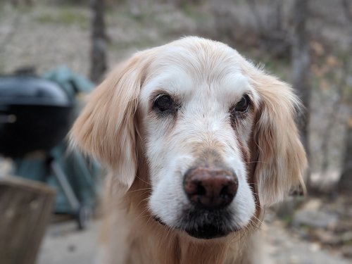 golden retriever  dog  old outdoor