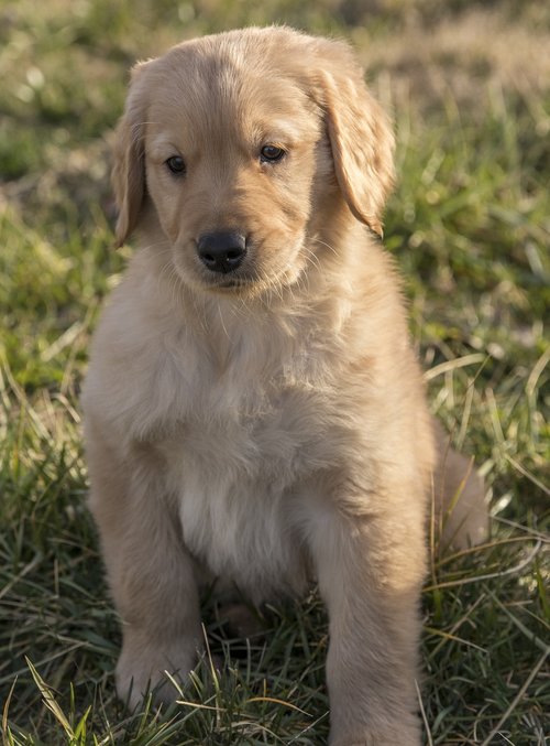 golden retriever  puppy  young