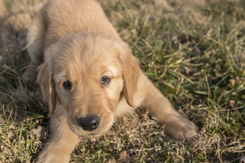 golden retriever  puppy  young