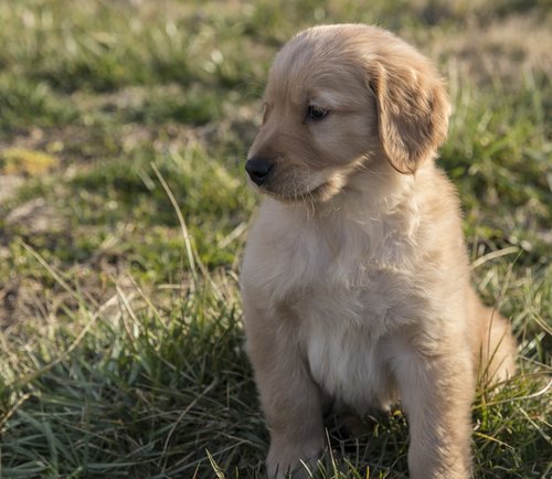 golden retriever  puppy  young