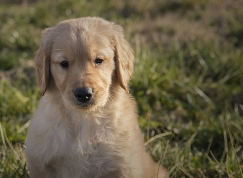 golden retriever  puppy  young