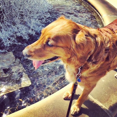 golden retriever dog water
