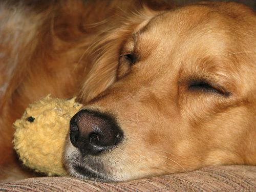 golden retriever dog sleeping