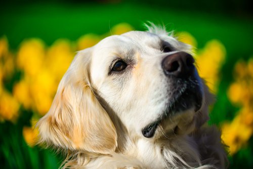 golden retriever  portrait  spring