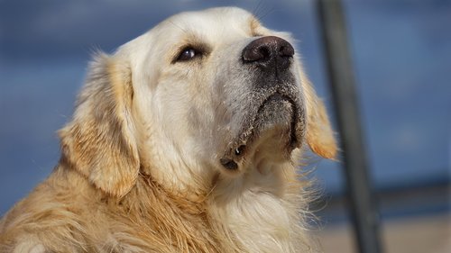 golden retriever  dog  animal