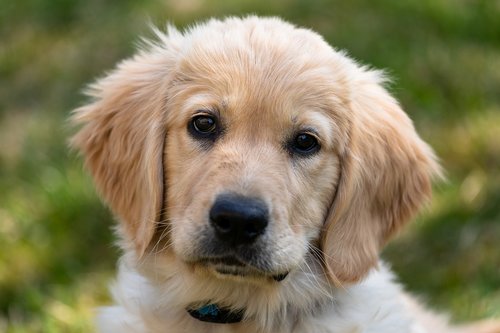 golden retriever  puppy  dog