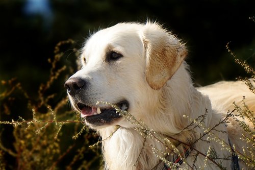 golden retriever  dog  animal