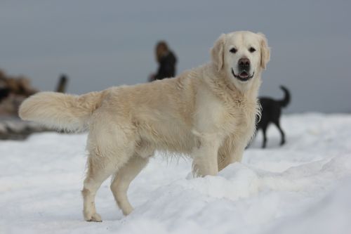 golden retriever snow winter