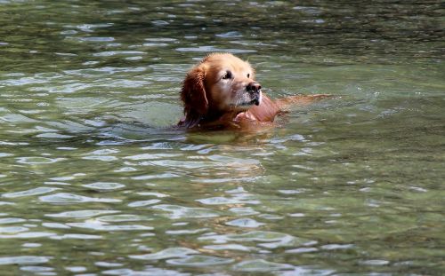 golden retriever animal dog