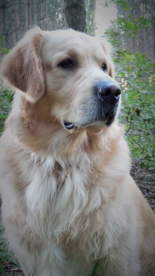 golden retriever pet dog