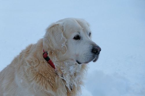 golden retriever dog pet