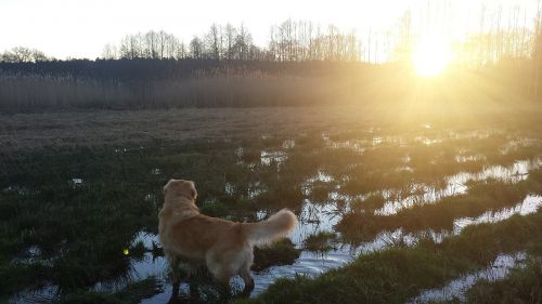 golden retriever dog sun