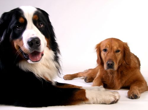 golden retriever bernese mountain dog dog