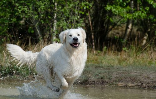 golden retriever water dog