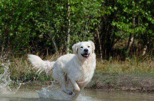 golden retriever water dog