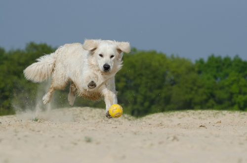 golden retriever play dog