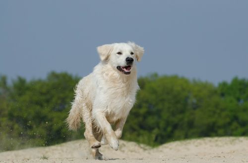 golden retriever play dog