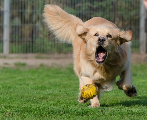 golden retriever animal shelter dog pension