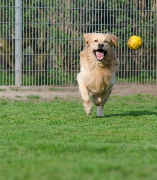 golden retriever animal shelter dog pension