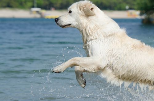 golden retriever jump into the water cooling