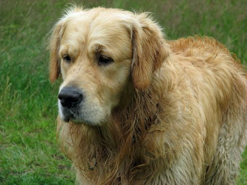 golden retriever dog retriever