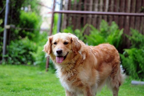 golden retriever dog happy