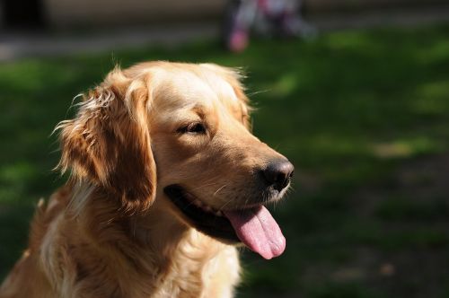 golden retriever dog happy