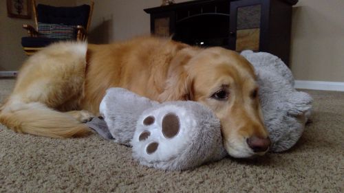 Golden Retriever And Toy