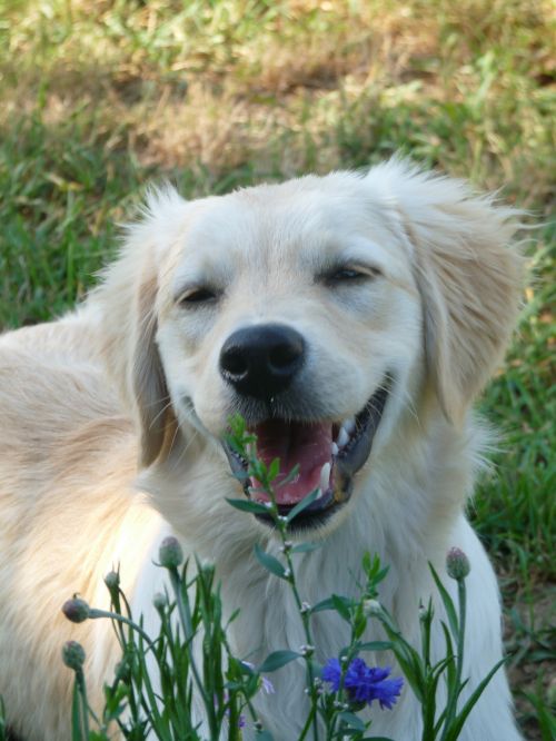 Golden Retriever Puppy