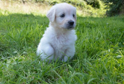 golden retriever puppy dog breed petit