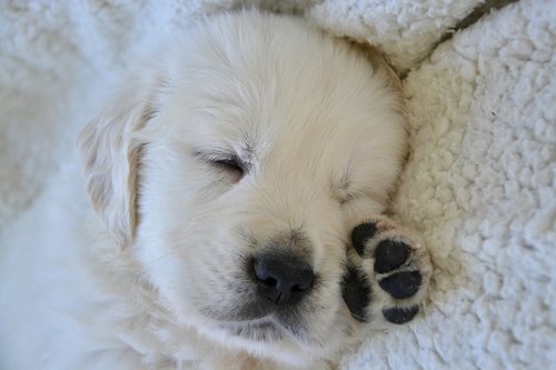 golden retriever puppy  puppy sleep  pup
