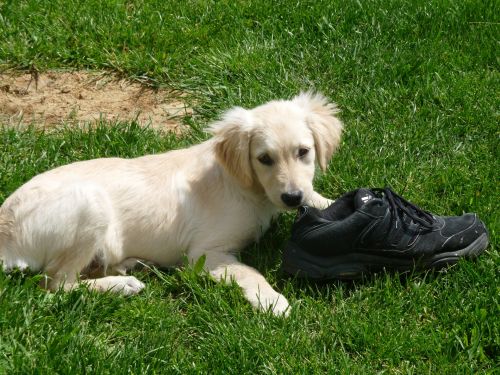 Golden Retriever Puppy