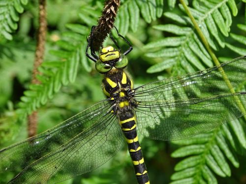 golden-ringed dragonfly dragonfly insect
