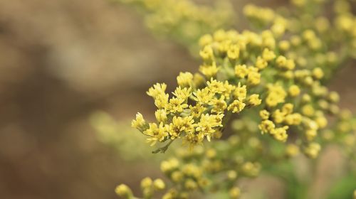 golden rod plant yellow