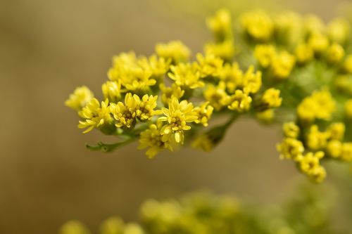 golden rod plant flowers