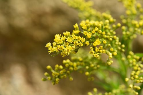 golden rod plant yellow