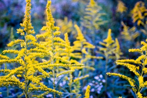 golden rods  flower  purple